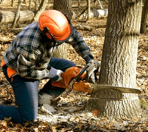 Tree Removal in Athens, WV